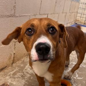 Whiskey, Beagle, adult, available for adoption