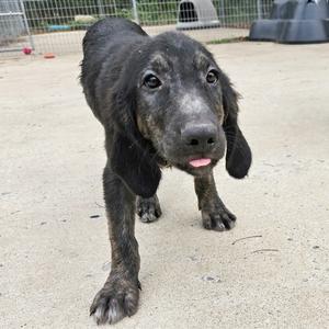 Johnny (Navajo), Hound, young, available for adoption