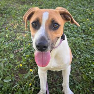 Isaac, Mixed Breed (Medium), available for adoption