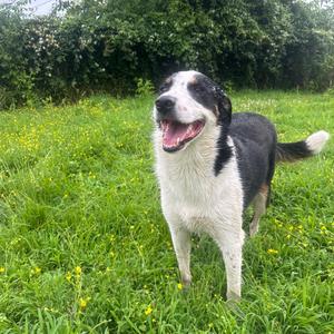 Moose, Collie, Border, adult, available for adoption