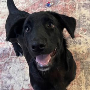 Nixie, Corgi, Pembroke Welsh, young, available for adoption