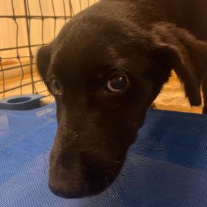 Banshee, Corgi, Pembroke Welsh, young, available for adoption