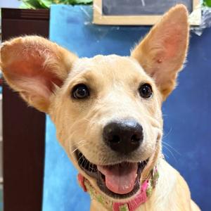Sprite (Flower), Corgi, Pembroke Welsh, young, available for adoption