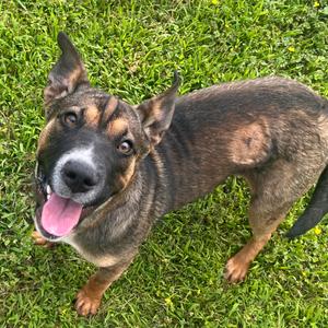 Sasha, Cattle Dog, Australian (Red Heeler), adult, available for adoption
