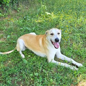 A light-colored dog with its tongue out, lying on green grass with yellow flowers.