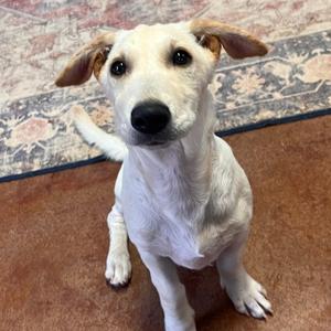 Fae, Corgi, Pembroke Welsh, young, available for adoption