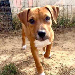 Little Red Riding Hood, Ridgeback, Rhodesian, young, available for adoption