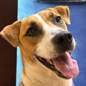Xena, Mixed Breed (Medium), available for adoption