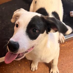 Mashed Potato, Dalmatian, young, available for adoption