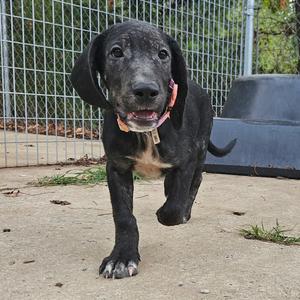 A black puppy with floppy ears and a pink collar is walking on a concrete surface, with a wire fence and greenery in the background.