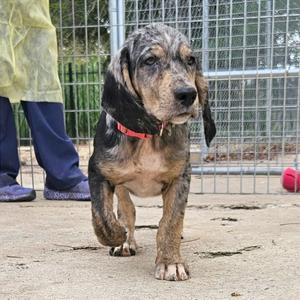 A brown and black spotted dog with long ears and a red collar is standing on a concrete surface in front of a wire fence. A person wearing a yellow raincoat and blue pants is partially visible in the background.