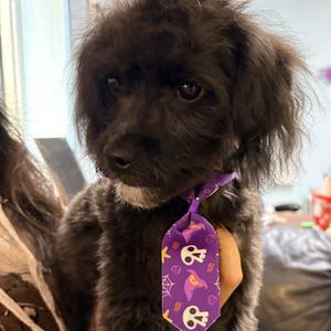 Jellybean, Poodle, young, available for adoption