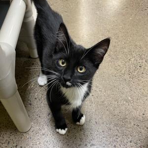 Dragonfly, kitten, available for adoption