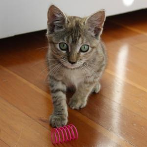 Truffle, kitten, available for adoption