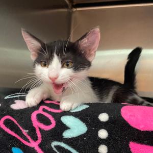 Drill Bit, kitten, available for adoption