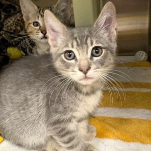 Apple Jack, kitten, available for adoption