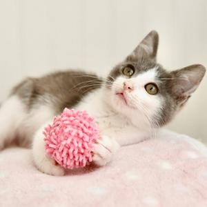 A gray and white cat playing with a pink fuzzy ball on a pink blanket.