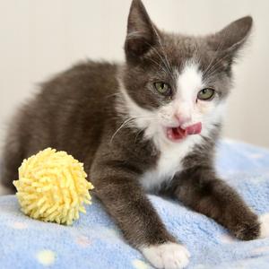 Chewbacca, kitten, available for adoption