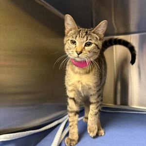 Cleo de Nile, kitten, available for adoption