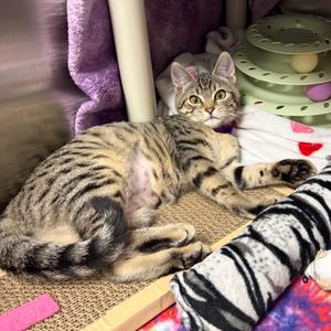 Cobweb, kitten, available for adoption