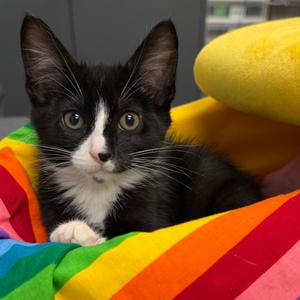 Noodle, kitten, available for adoption