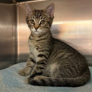 Prudence, kitten, available for adoption