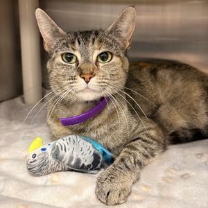Queen Bee, adult, available for adoption
