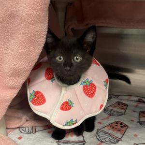 Wallabee, kitten, available for adoption