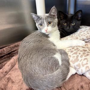 Celsius, kitten, available for adoption