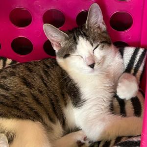 Beau, kitten, available for adoption