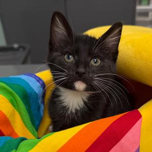 Spaghetti, kitten, available for adoption