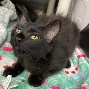 Rhae, kitten, available for adoption