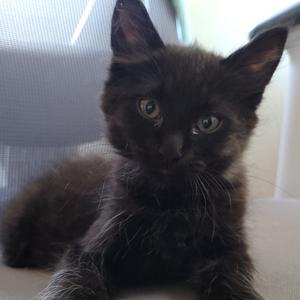 Jac, kitten, available for adoption