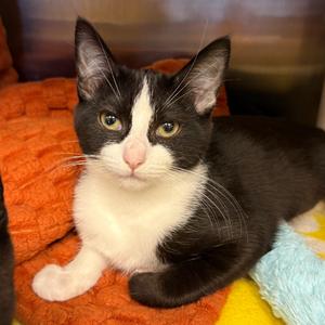 Rockstar, kitten, available for adoption