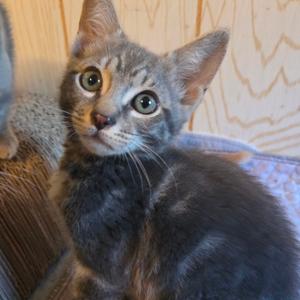 Major Melon, kitten, available for adoption
