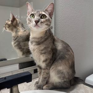 A gray tabby cat sitting on a bathroom counter, looking up with wide eyes. Its reflection is visible in the mirror behind it.