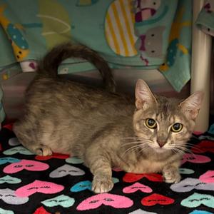 Molly, available for adoption
