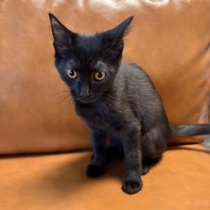 Lagoona Blue, kitten, available for adoption