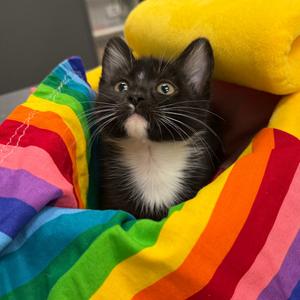 Shell-y, kitten, available for adoption
