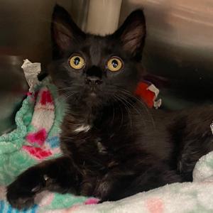 Vise, kitten, available for adoption