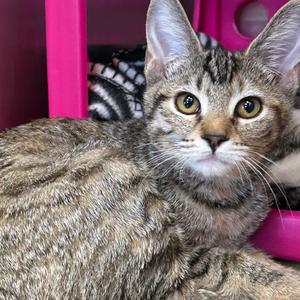 Franny, kitten, available for adoption
