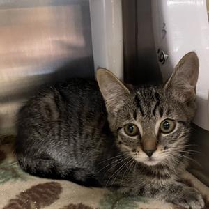 Janet, kitten, available for adoption