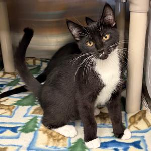 Grasshopper, kitten, available for adoption