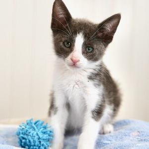 A gray and white kitten sitting on a blue blanket with a blue toy
