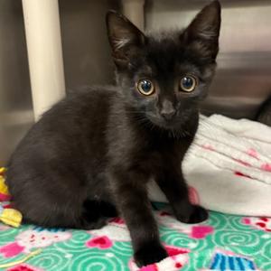 Sabrina, kitten, available for adoption