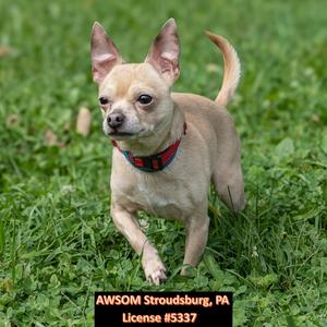 Max, Chihuahua, senior, available for adoption
