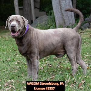Doc, Chocolate Labrador Retriever, adult, available for adoption