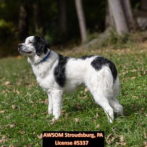 Sadie, Bernese Mountain Dog / Poodle, young, available for adoption
