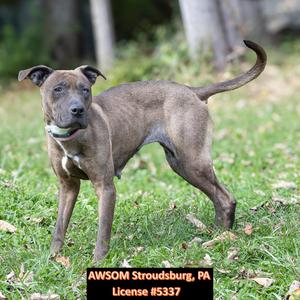 Riley, Shar-Pei / Weimaraner, young, available for adoption