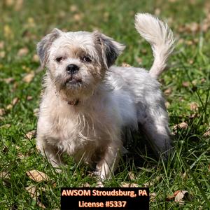 Elouise, Shih Tzu, adult, available for adoption